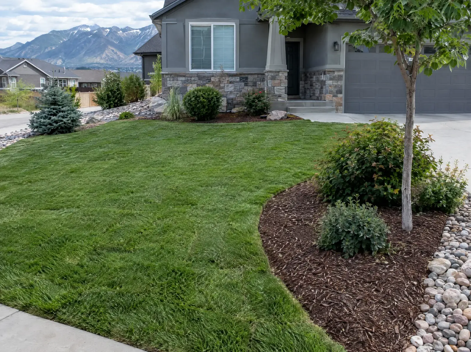 Cut green lawn meeting a curved mulched bed of shrubs and a young tree, beside a grey house and a driveway.